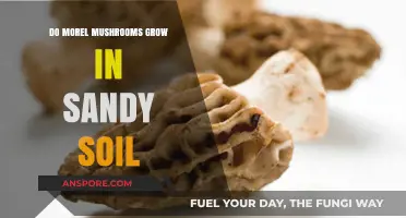 Can Morel Mushrooms Thrive in Sandy Soil? Expert Insights