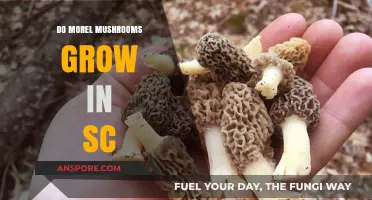 Discovering Morel Mushrooms: Do They Thrive in South Carolina's Climate?