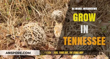 Where to Find Morel Mushrooms in Tennessee: A Forager's Guide
