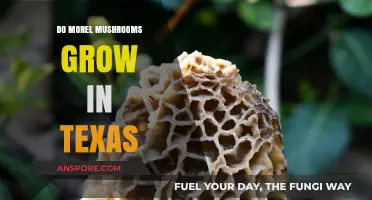 Discovering Morel Mushrooms: Do They Thrive in Texas' Unique Climate?