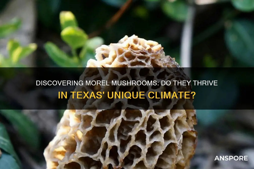 do morel mushrooms grow in texas