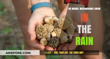 Do Morel Mushrooms Thrive in Rainy Conditions? Exploring Growth Factors