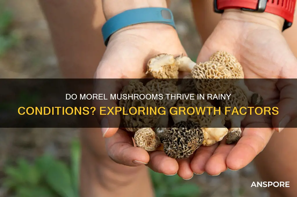 do morel mushrooms grow in the rain