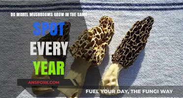 Do Morel Mushrooms Return Annually to Their Favorite Foraging Spots?