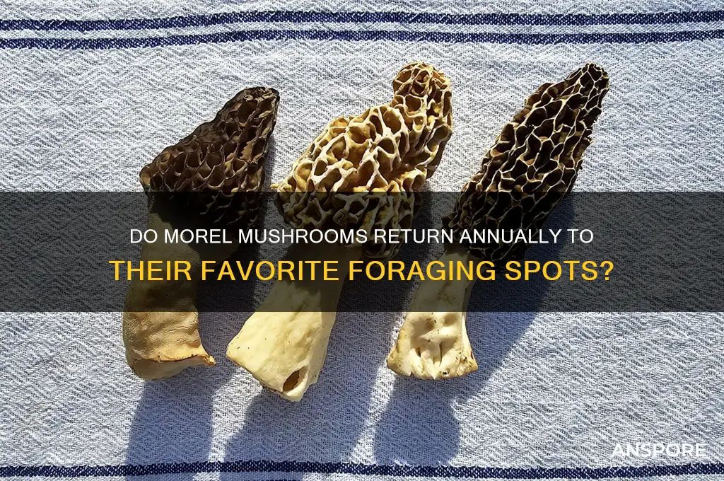 do morel mushrooms grow in the same spot every year