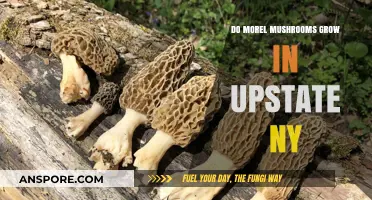 Discovering Morel Mushrooms: Upstate NY's Hidden Forest Treasure