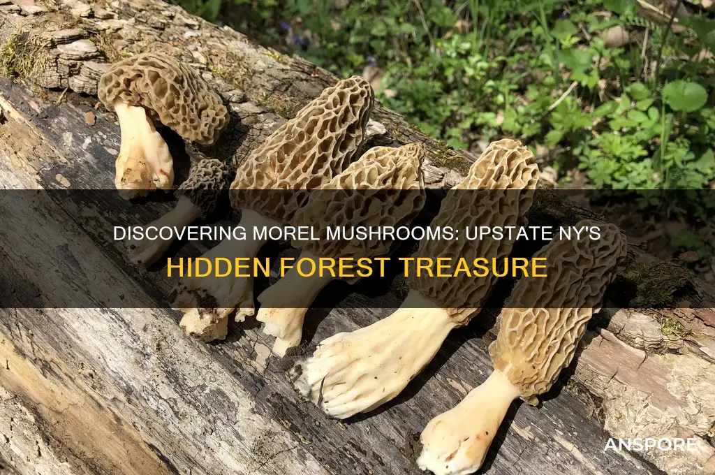 do morel mushrooms grow in upstate ny
