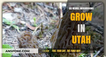 Discovering Morel Mushrooms: Do They Thrive in Utah's Climate?