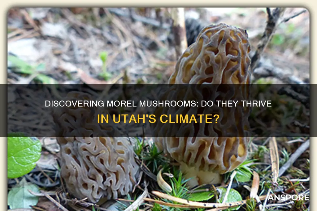 do morel mushrooms grow in utah