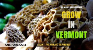 Discovering Morel Mushrooms: Do They Thrive in Vermont's Forests?
