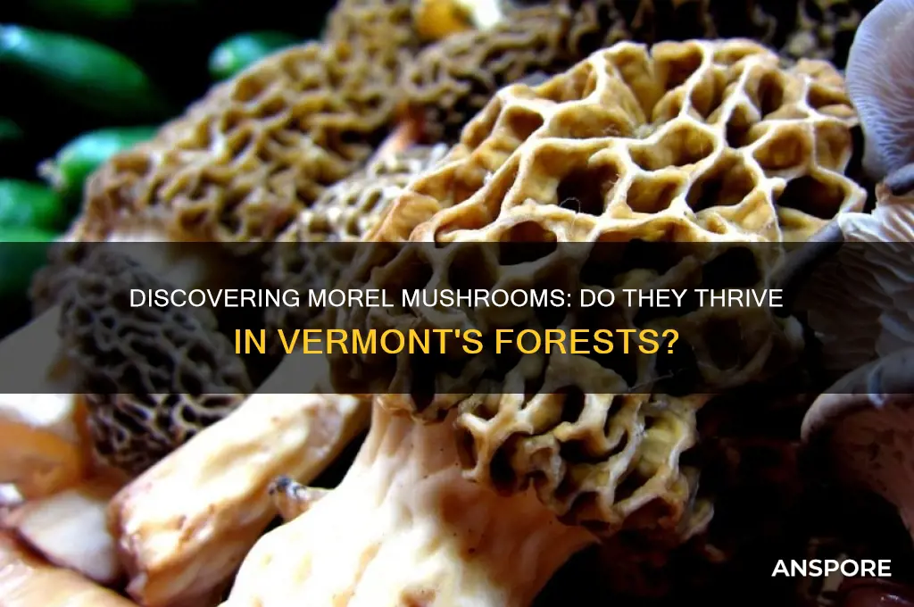 do morel mushrooms grow in vermont