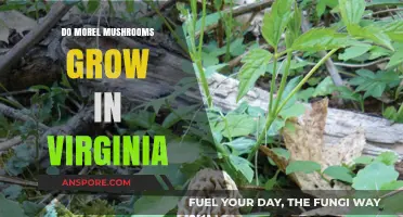 Discovering Morel Mushrooms: Do They Thrive in Virginia's Forests?
