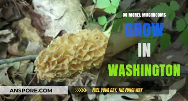 Discovering Morel Mushrooms in Washington: A Forager's Guide