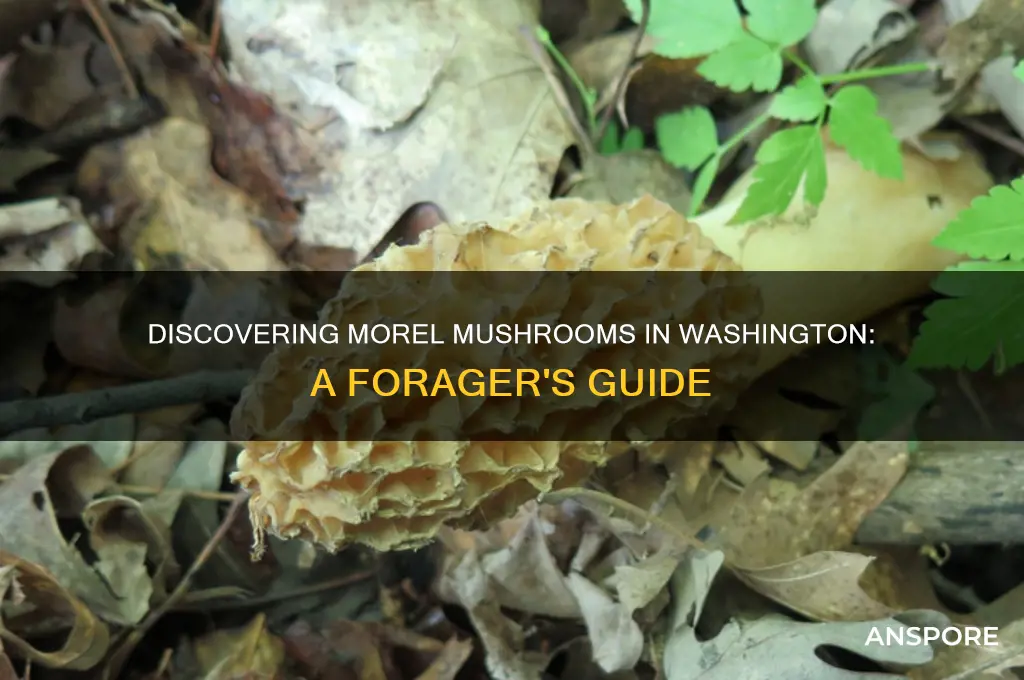 do morel mushrooms grow in washington