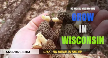 Wisconsin's Morel Mushroom Hunt: Where and When to Find Them