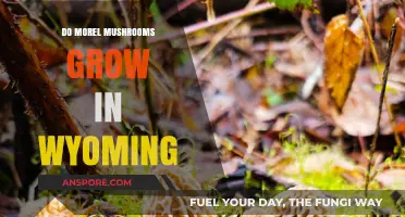 Discovering Morel Mushrooms: Do They Thrive in Wyoming's Forests?