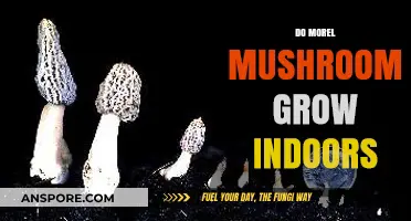 Can Morel Mushrooms Thrive Indoors? Growing Tips and Challenges