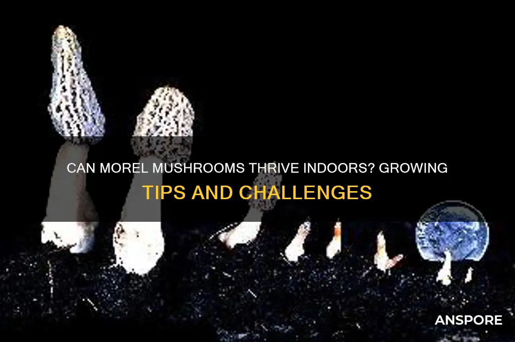 do morel mushrooms grow indoors