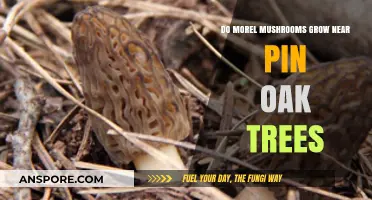 Do Morel Mushrooms Thrive Near Pin Oak Trees? Exploring the Connection