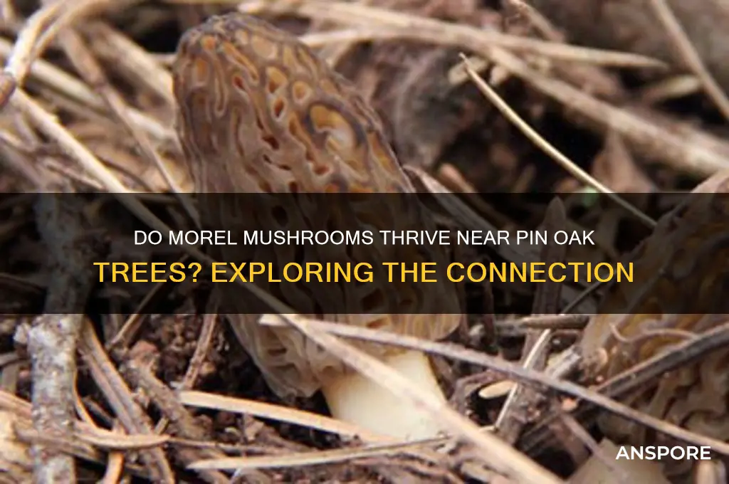 do morel mushrooms grow near pin oak trees