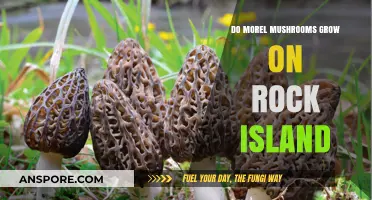 Do Morel Mushrooms Thrive on Rock Island? Exploring Growth Conditions