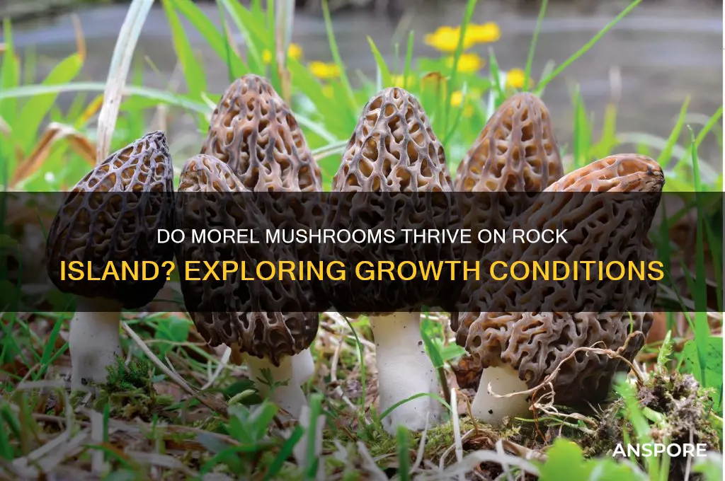 do morel mushrooms grow on rock island