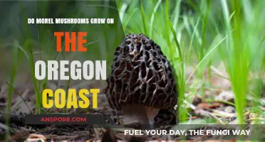 Exploring Morel Mushrooms: Do They Thrive on Oregon's Coastal Regions?