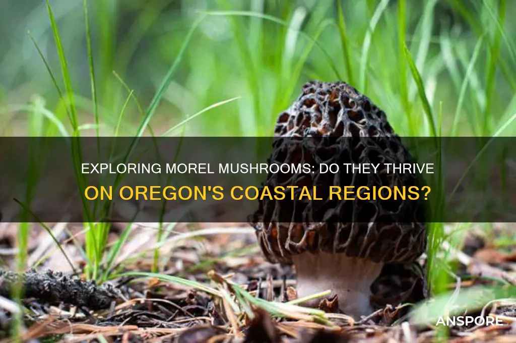 do morel mushrooms grow on the oregon coast