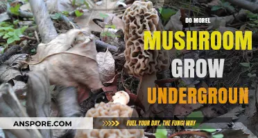 Do Morel Mushrooms Grow Underground? Uncovering the Truth Below