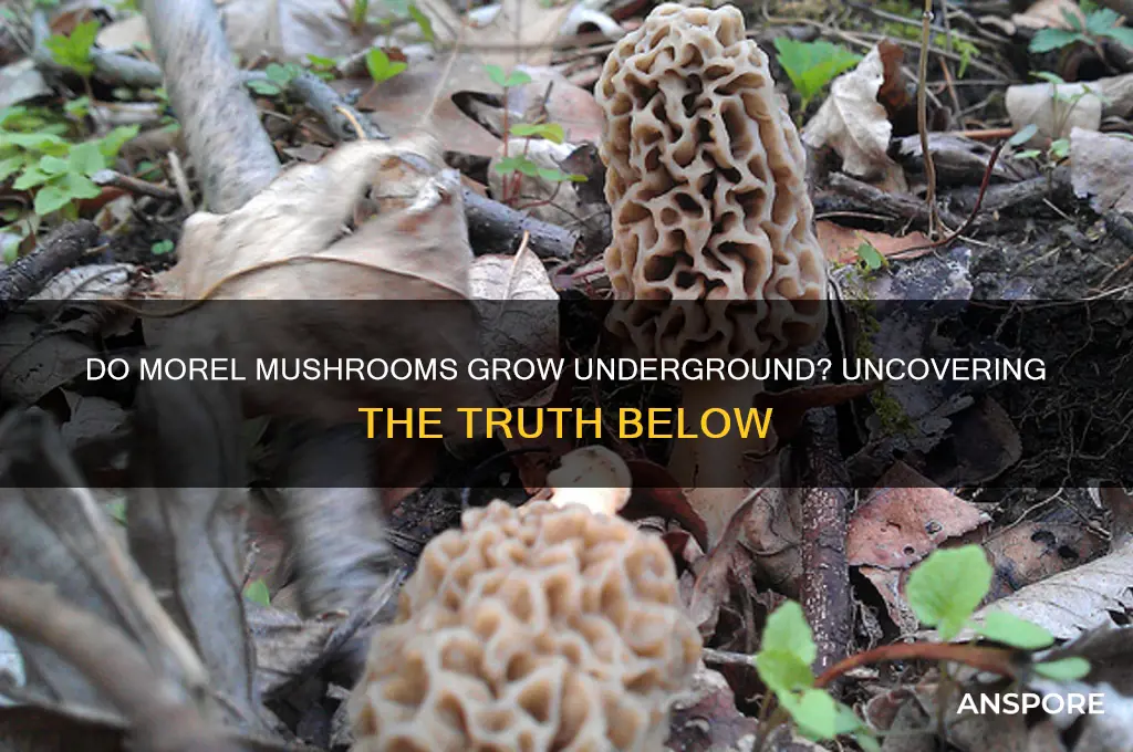 do morel mushrooms grow underground