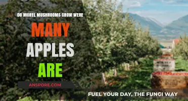 Do Morel Mushrooms Thrive in Apple-Rich Environments? Exploring the Connection