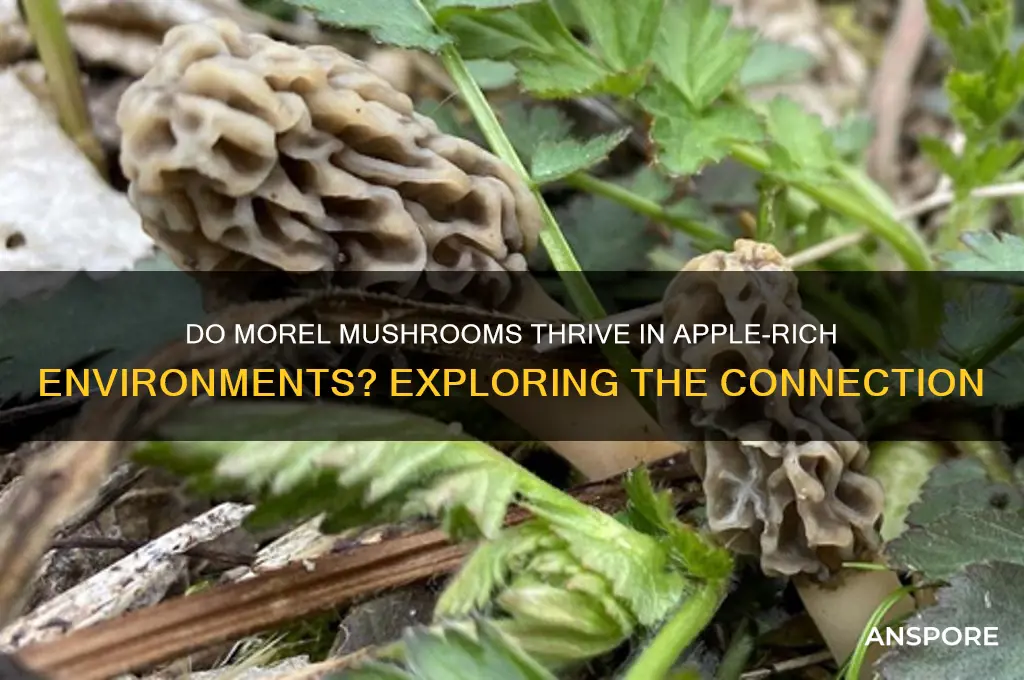 do morel mushrooms grow were many apples are
