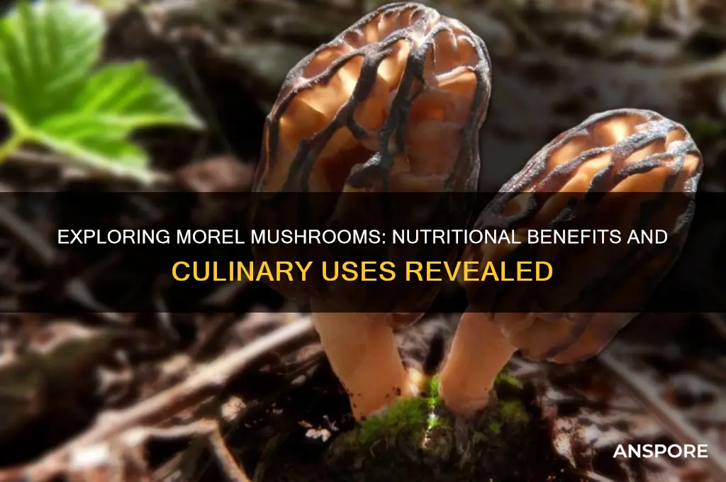 do morel mushrooms ha e any nutritional value