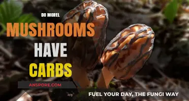 Do Morel Mushrooms Have Carbs? Nutritional Insights for Foragers