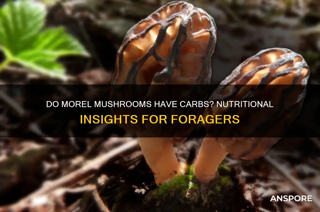 do morel mushrooms have carbs