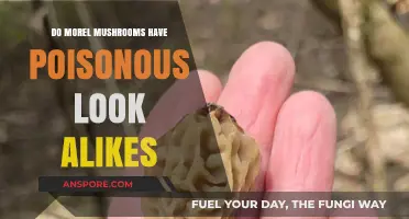 Identifying Morel Mushrooms: Avoiding Toxic Look-Alikes in the Wild