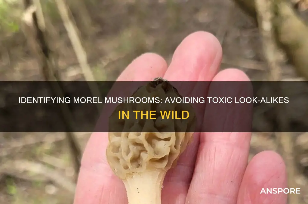 do morel mushrooms have poisonous look alikes