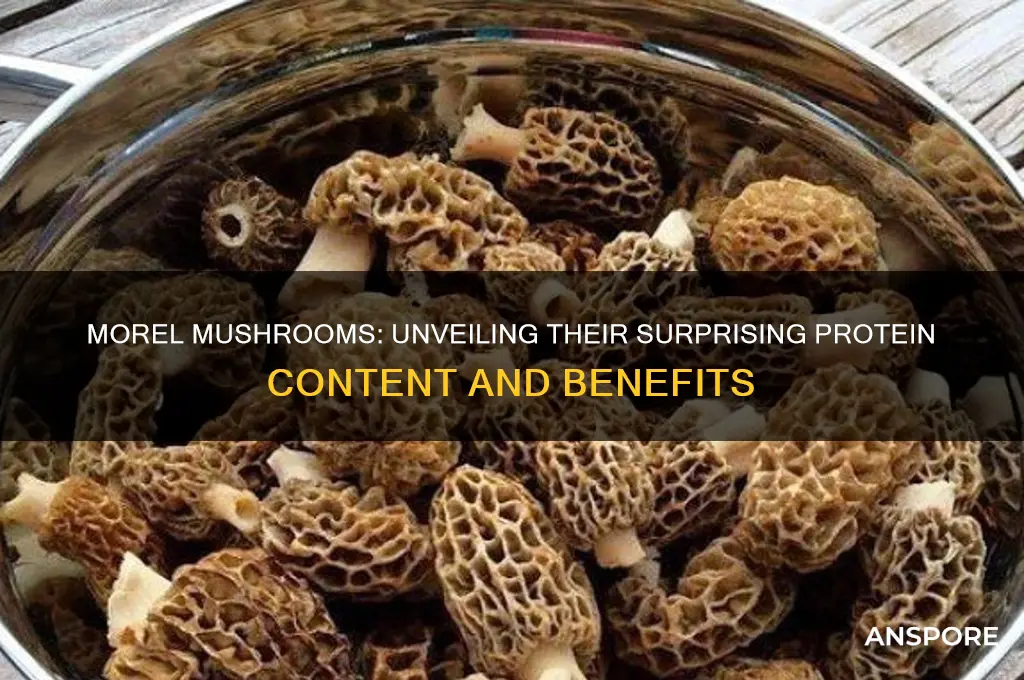 do morel mushrooms have protein