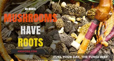 Do Morel Mushrooms Have Roots? Uncovering Their Unique Growth Structure