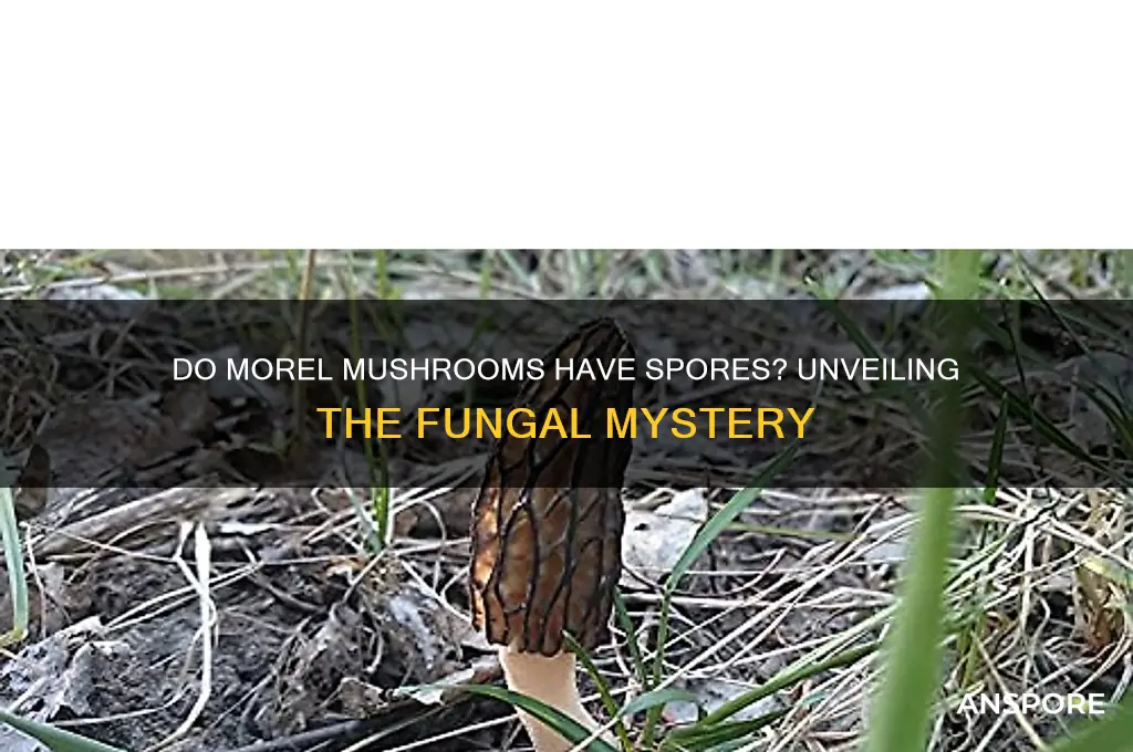 do morel mushrooms have spores