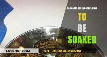 Should You Soak Morel Mushrooms? Essential Prep Tips for Perfect Flavor