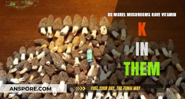 Do Morel Mushrooms Contain Vitamin K? Uncovering Nutritional Facts