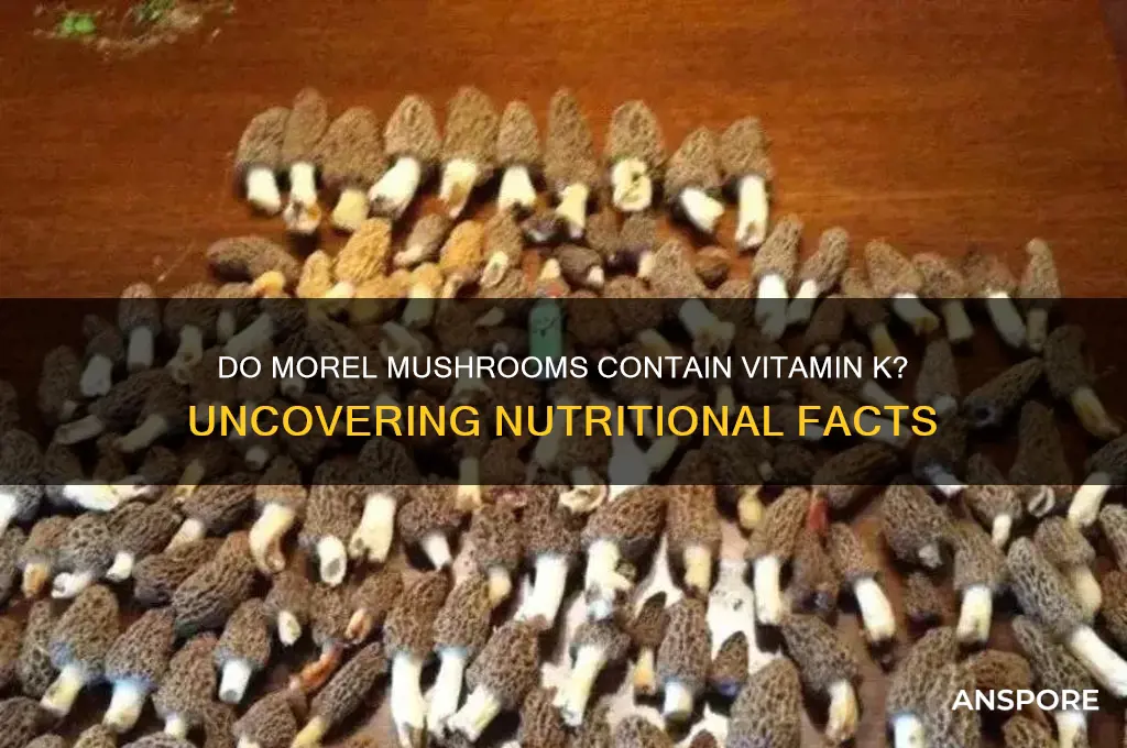 do morel mushrooms have vitamin k in them