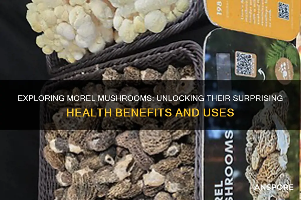 do morel mushrooms health benefits