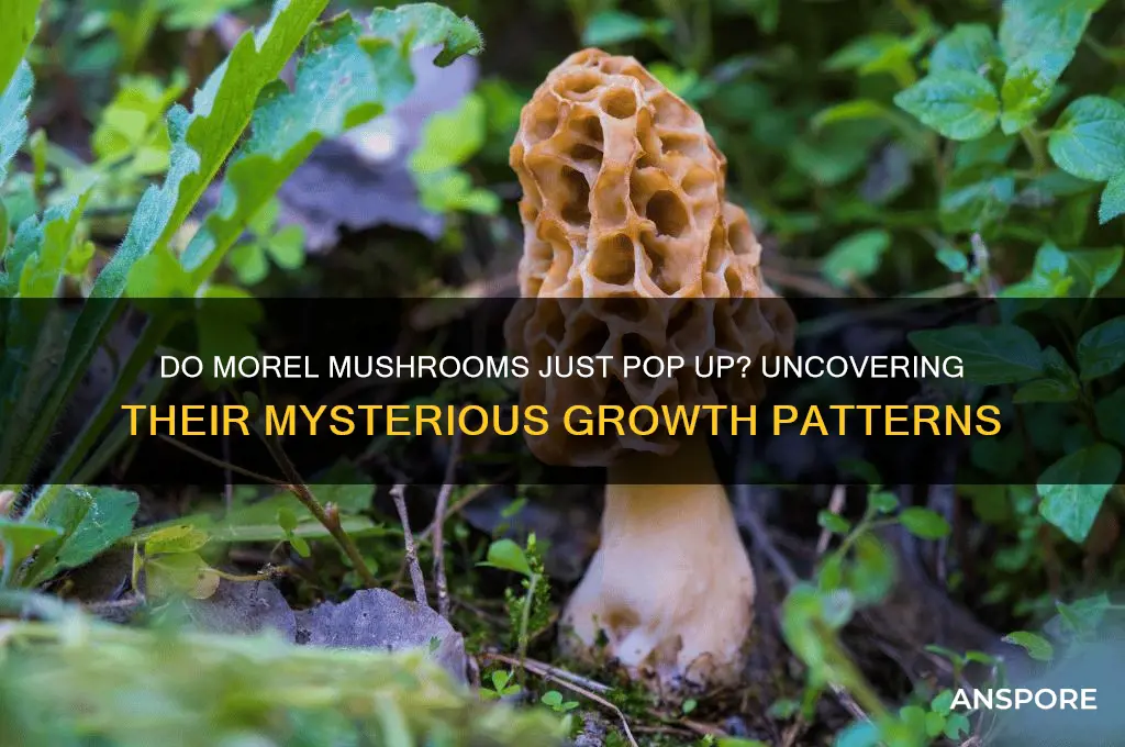 do morel mushrooms just pop up