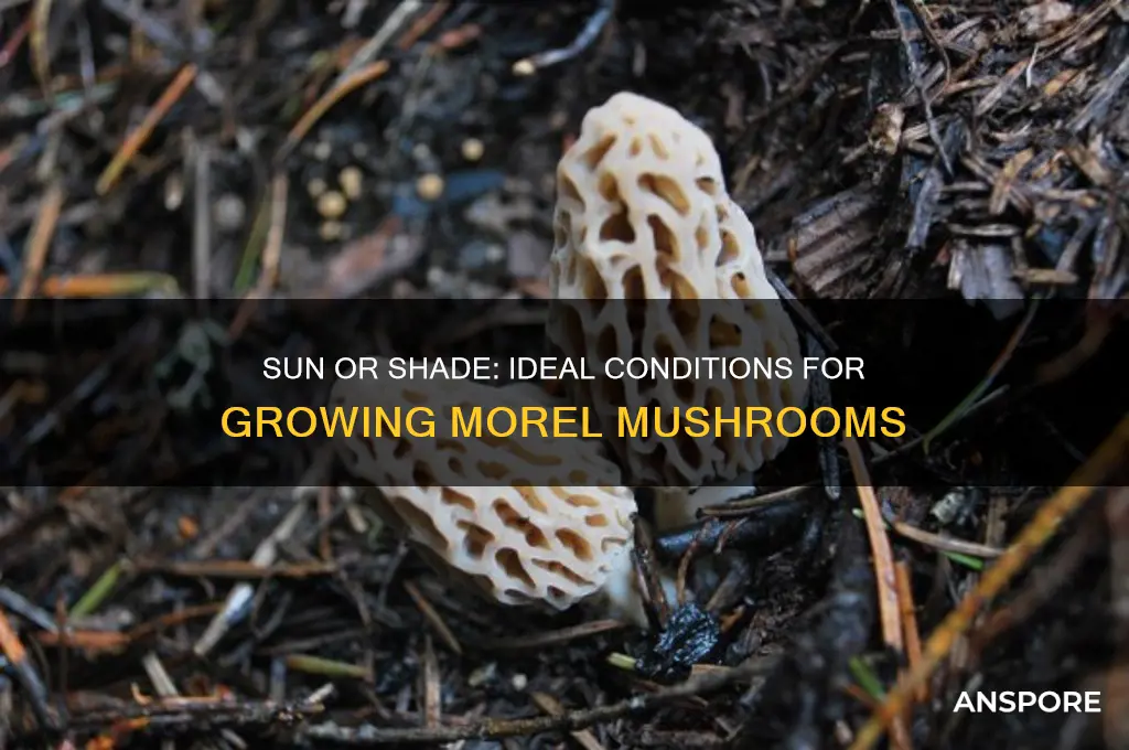 do morel mushrooms like sun or shade