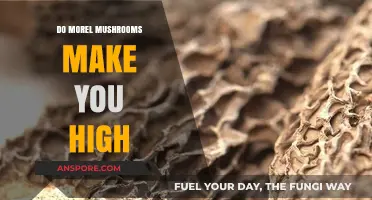 Do Morel Mushrooms Induce a High? Separating Fact from Fiction