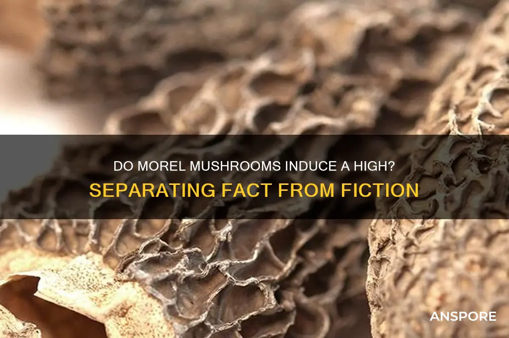 do morel mushrooms make you high