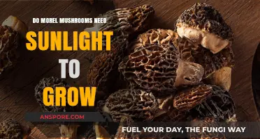 Do Morel Mushrooms Need Sunlight? Unveiling Their Growth Secrets