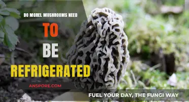 Should You Refrigerate Morel Mushrooms? Storage Tips for Freshness